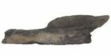 Fossil Whale Bone - Shark Tooth Marks (Megalodon?) #64298-1